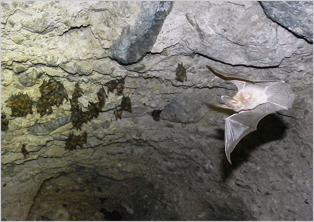 Townsends Long-eared Bats